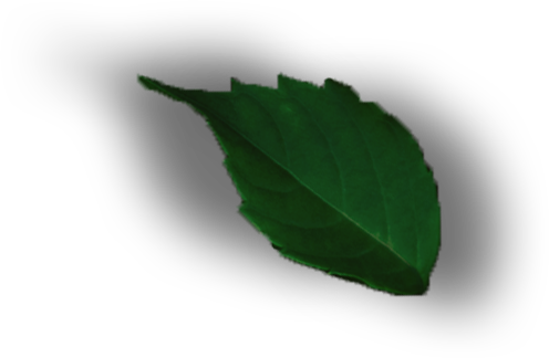 Leaf 1