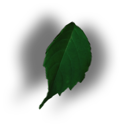 Leaf 2
